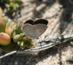 Eicochrysops messapus messapus