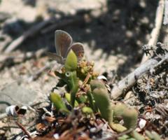 Eicochrysops messapus messapus