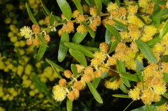 Acacia rostriformis