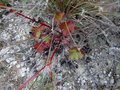 Pelargonium columbinum