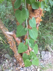 Jatropha cordata