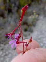 Pelargonium columbinum