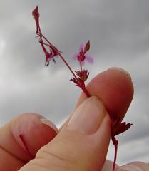 Pelargonium columbinum