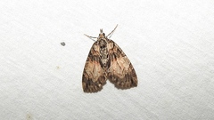 Hydriomena perfracta