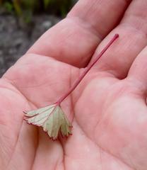 Pelargonium columbinum