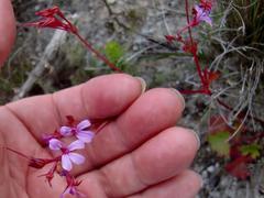 Pelargonium columbinum