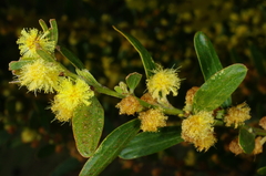 Acacia rostriformis