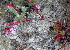 Pelargonium columbinum