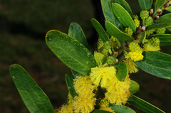 Acacia rostriformis