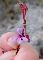 Pelargonium columbinum