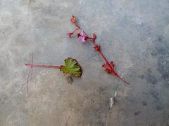 Pelargonium columbinum