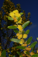 Acacia rostriformis