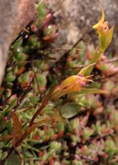 Disperis capensis brevicaudata