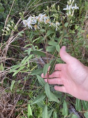 Doellingeria sericocarpoides