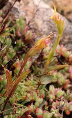 Disperis capensis brevicaudata