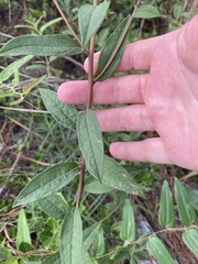 Doellingeria sericocarpoides