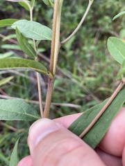 Doellingeria sericocarpoides