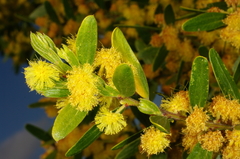 Acacia rostriformis