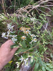 Doellingeria sericocarpoides