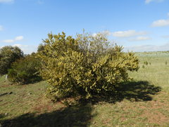 Acacia rostriformis
