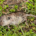 Greater Red Musk Shrew - Photo (c) Stuart Shearer, some rights reserved (CC BY-NC)