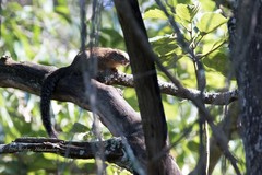 Heliosciurus mutabilis