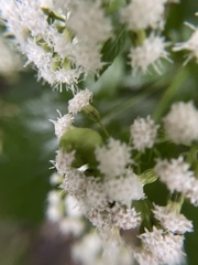 Schizomyia eupatoriflorae