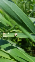 Cochlicella