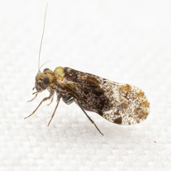 Trichadenotecnum alexanderae