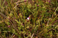 Nemesia brevicalcarata