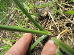 Cyperus longus tenuiflorus