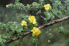 Columellia