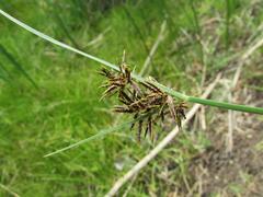 Cyperus longus tenuiflorus