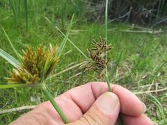 Cyperus longus tenuiflorus