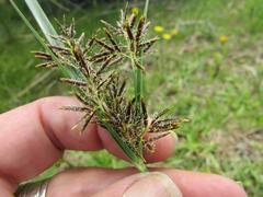 Cyperus longus tenuiflorus