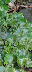 Wiesnerella denudata