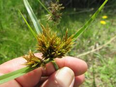Cyperus polystachyos polystachyos