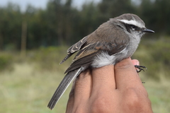 Ochthoeca leucophrys