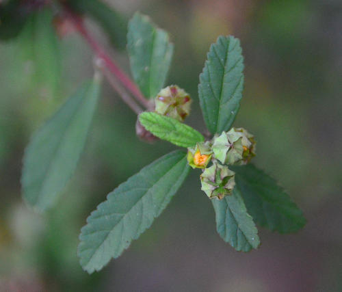 Sida rhombifolia