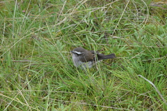 Ochthoeca leucophrys