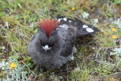 Red-Crested Cotinga photo 2