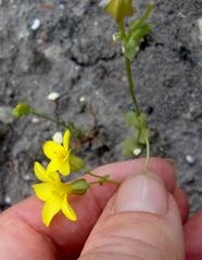 Sebaea grisebachiana