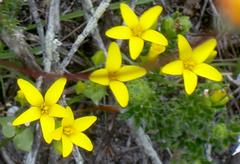 Sebaea grisebachiana