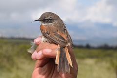 Pale-Tailed Canastero photo 3