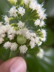 Schizomyia eupatoriflorae