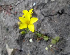 Sebaea grisebachiana