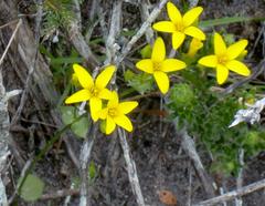 Sebaea grisebachiana