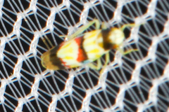 Erythroneura integra