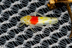 Eratoneura osborni