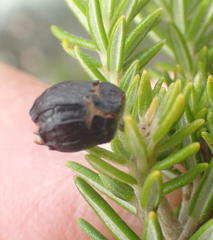 Phylica axillaris maritima